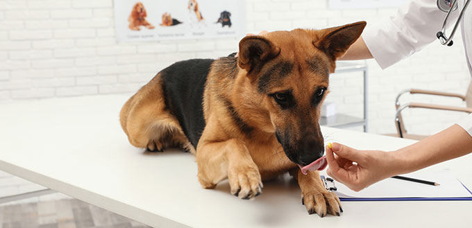 Professional veterinarian giving pill