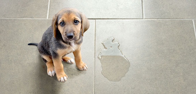 Puppy sitting near wet spot