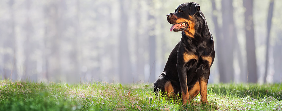 Rottweiler dog sitting