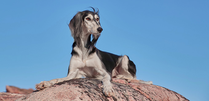 Saluki at the rock