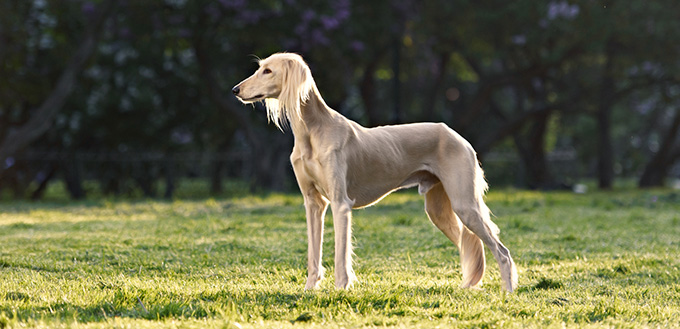 Saluki dog in the garden