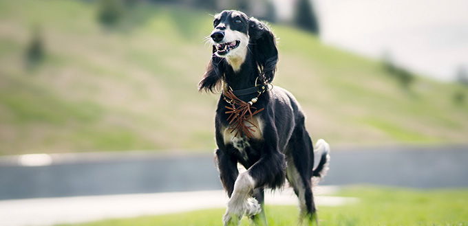 Saluki dog running