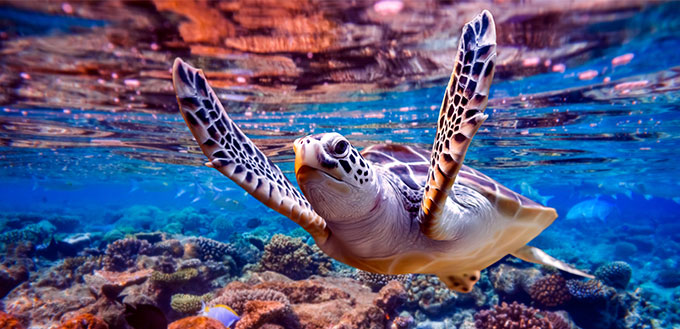 Sea turtle swimming