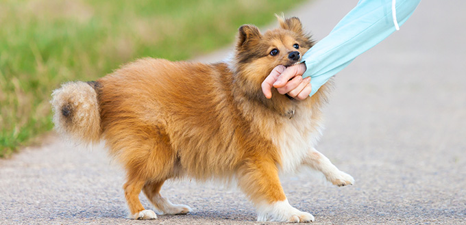 Shetland Sheepdog bites in a human hand