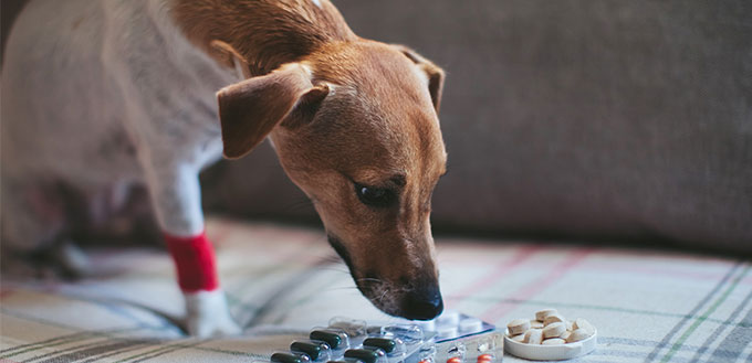 Sick dog Jack Russell and tablets