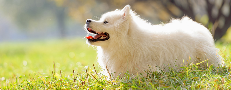 mejores perfumes y colonias para perros