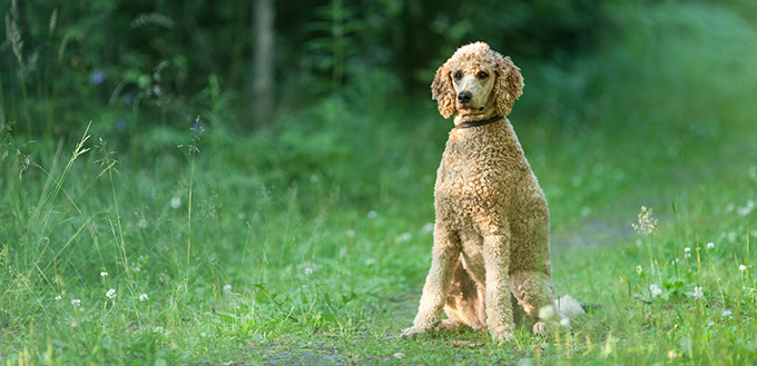 Standard Poodles