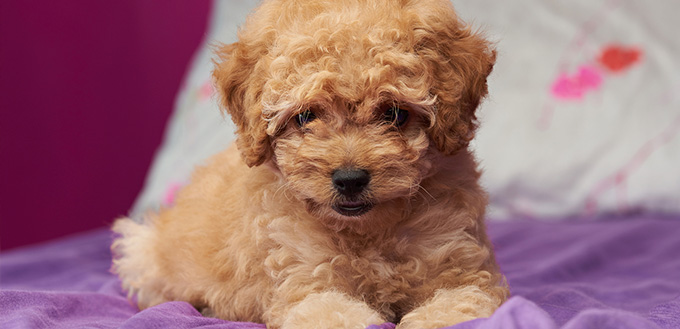 Teacup Poodle