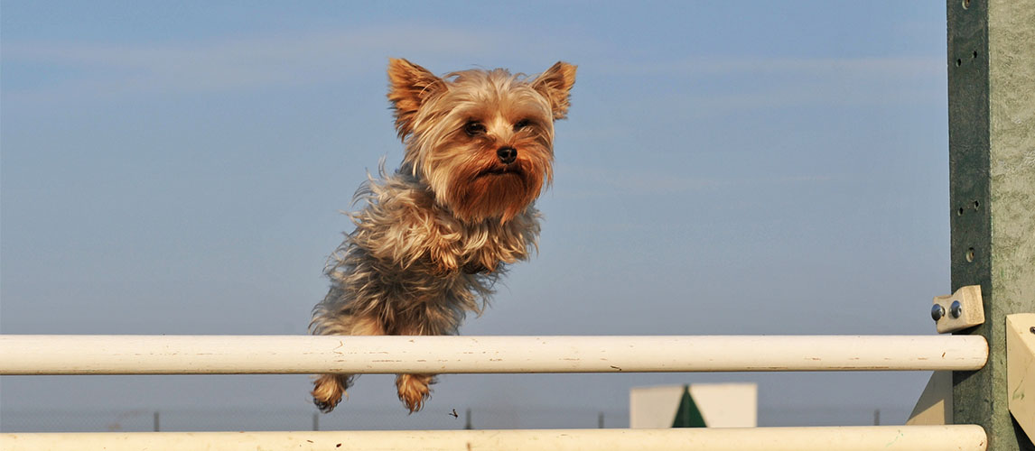 The-Best-Dog-Training-Books-1