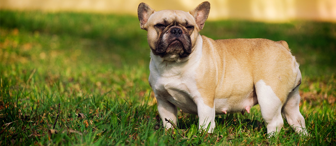 The-cute-French-Bulldog