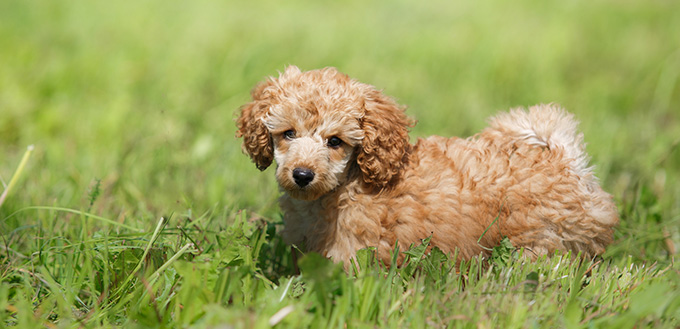 Toy Poodle