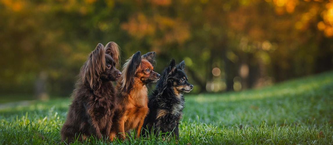 Toy-terrier-dog-in-the-autumn