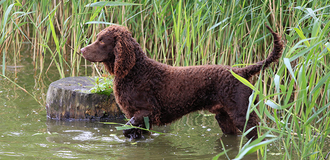 Tweed Water Spaniel 