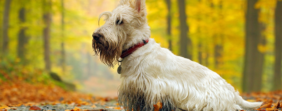 White scottish terrier sitting in the park