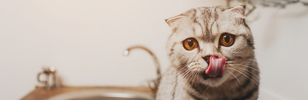 Why-Are-Cats-Noses-Wet