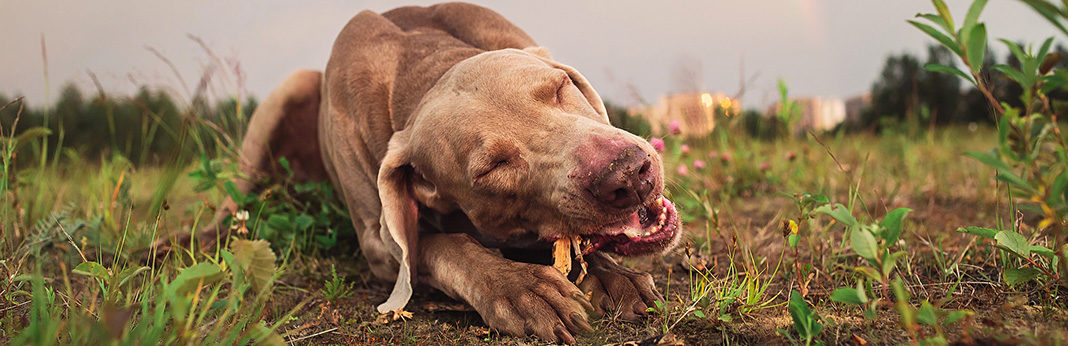  Why  Do Dogs Chew  on Wood  My  Pet Needs That