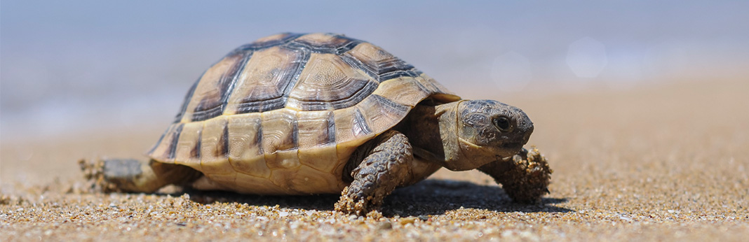 Why Do Turtles Live so Long?