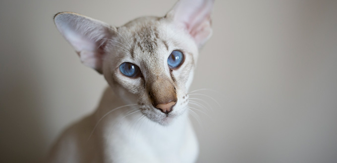 Young javanese cat looking in the camera