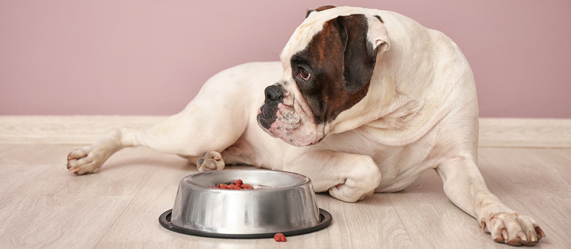 best-dog-food-for-hypothyroidism
