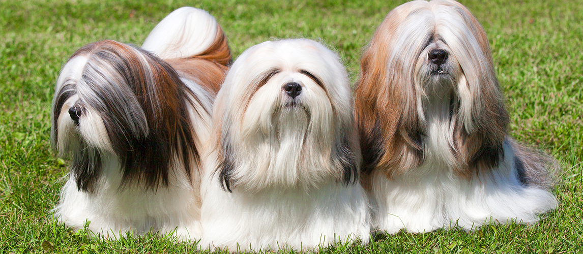 best-dog-food-for-lhasa-apsos-1