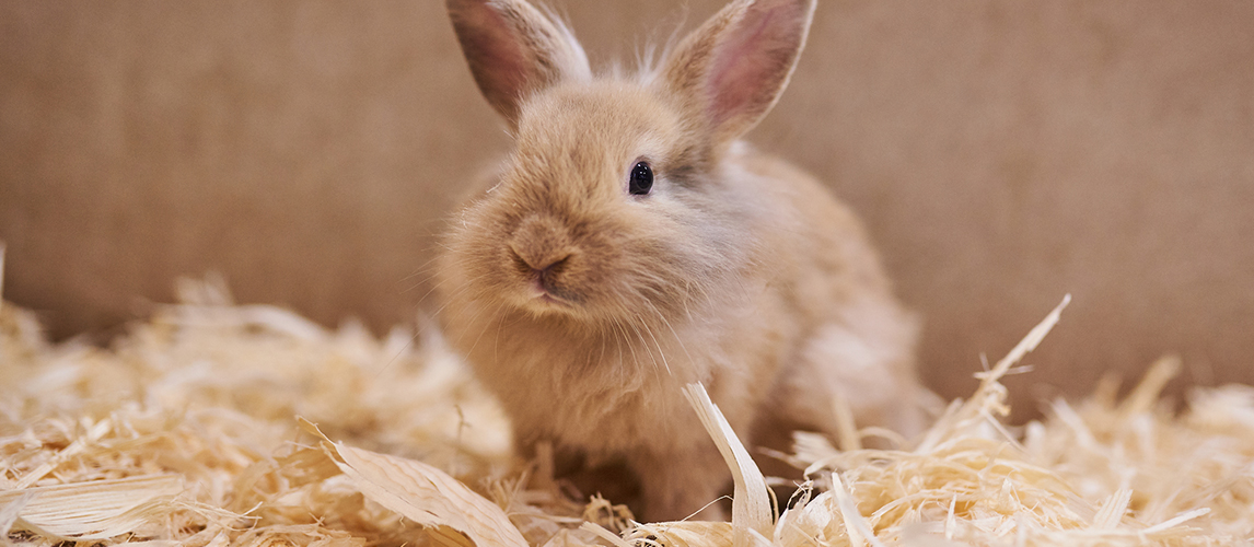 best-litter-for-rabbits