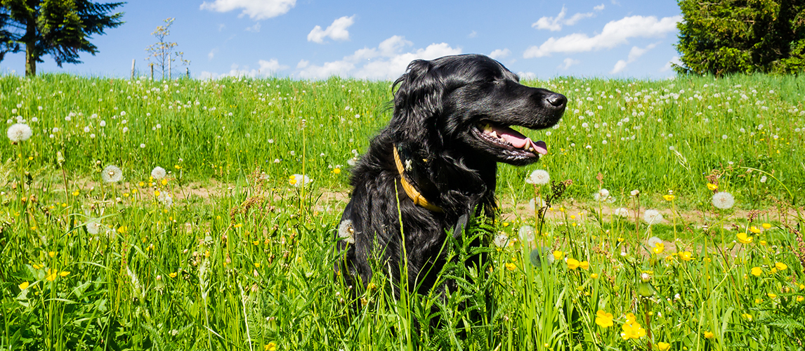 dog perfume australia