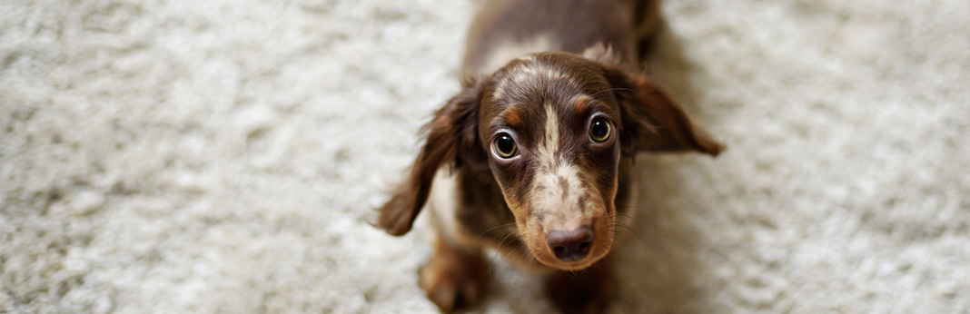 blood in dog stool should i worry if my dog has bloody diarrhea