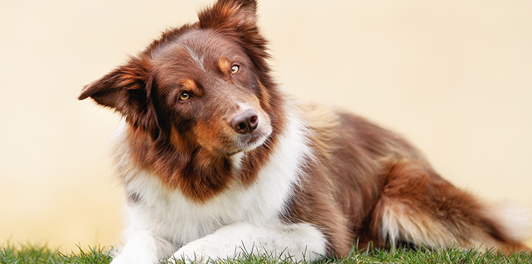 border collie tilting head