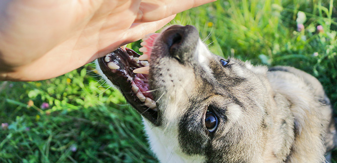 dog attacks a person