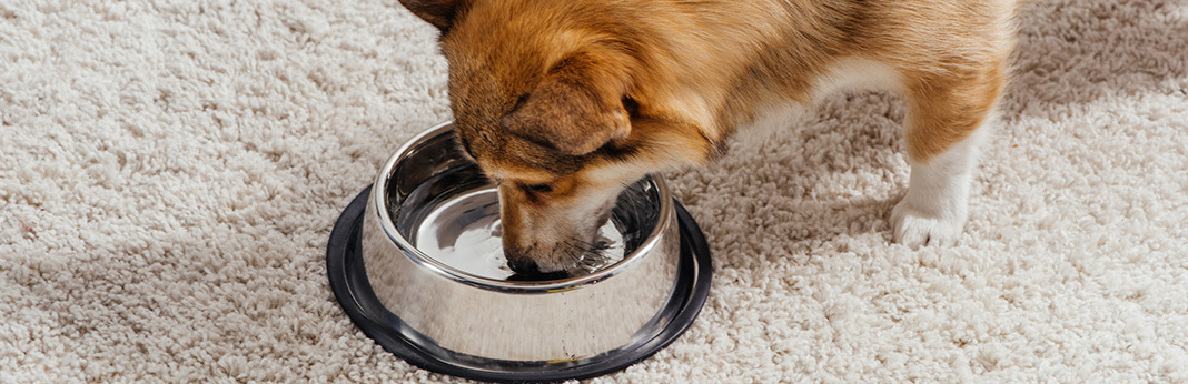 dog drinking a lot of water what does excessive thirst mean