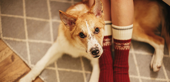 dog sitting on owner's legs