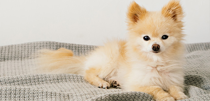 dog sitting on the blanket