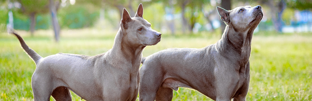 extinct dog breeds 15 unusual dogs breeds you never knew existed