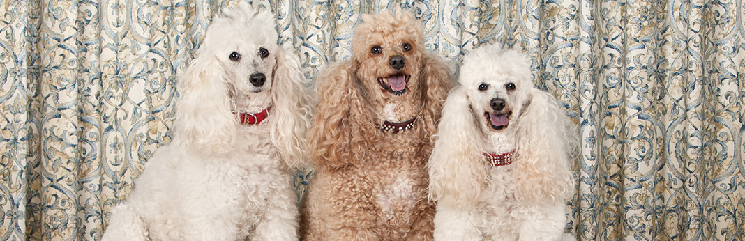 five types of poodles