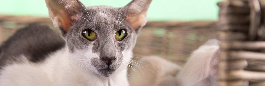 javanese cat cat breed information, characteristics and facts