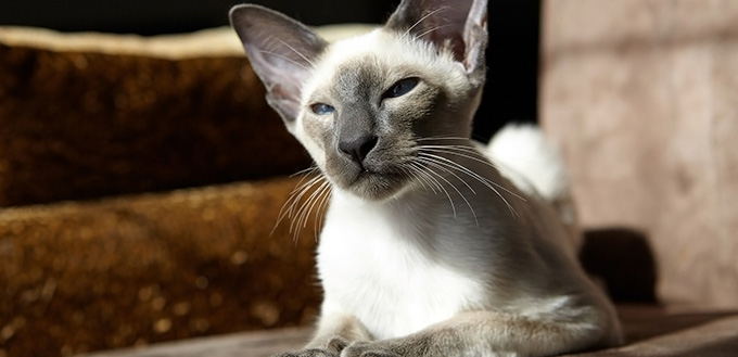 javanese kitten