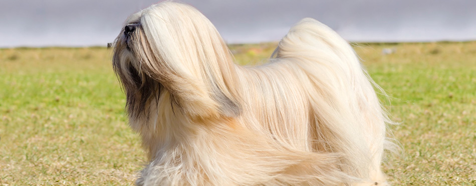 lhasa apso dog running