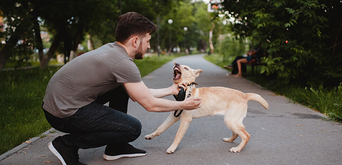 man tries to cope with domestic pet