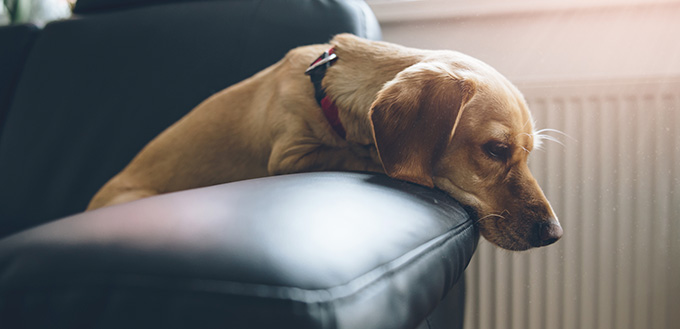 sad dog on the sofa