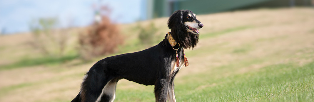 saluki dog long hair