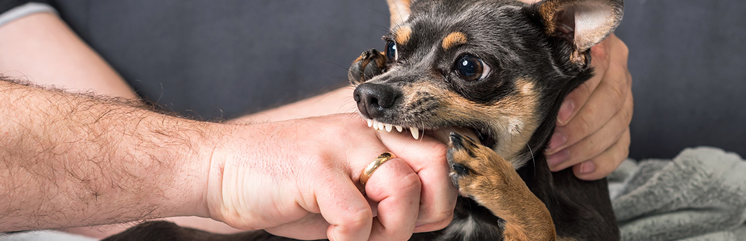 what-to-do-when-your-dog-bites-you