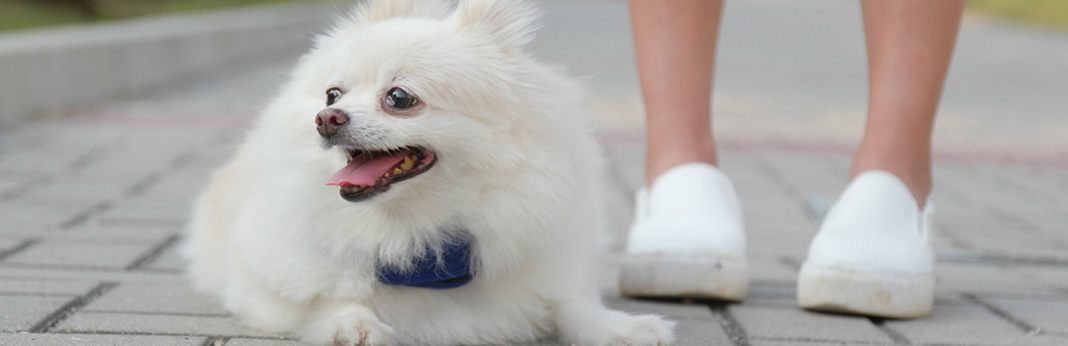 why do dogs sit on your feet