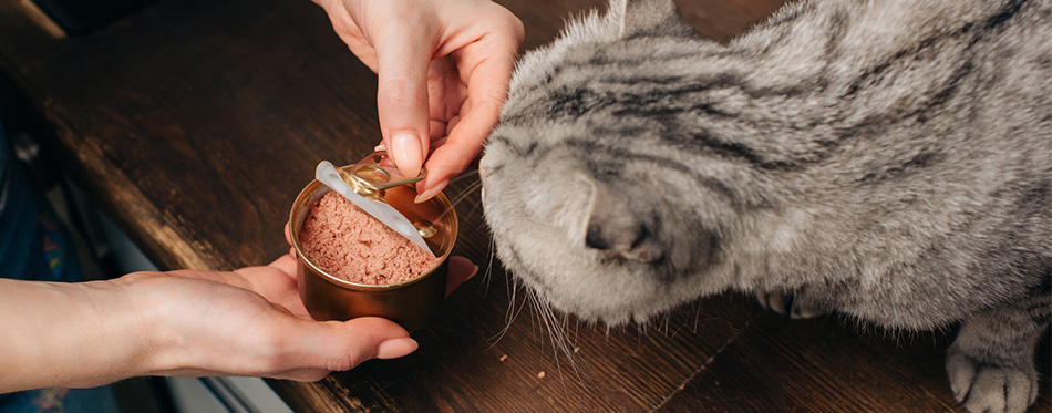 young woman giving scottish fold cat pet food