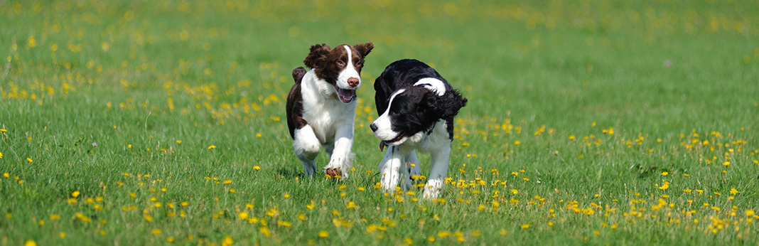10 of the Most Playful Dog Breeds