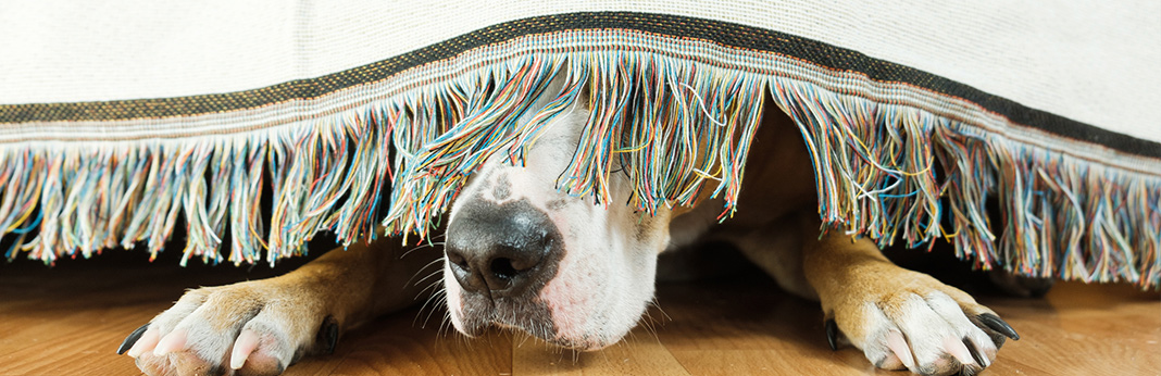 5 reasons why your dog is hiding