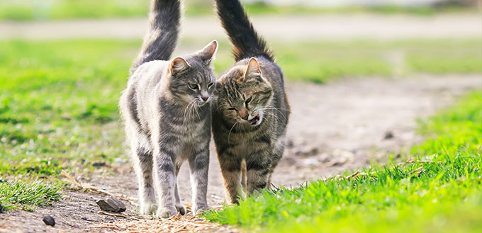 A couple cat in love