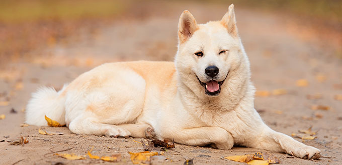 Akita dog winking