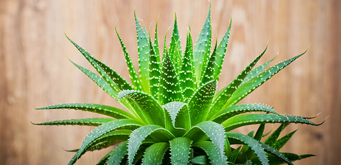 is aloe vera plants poisonous to dogs