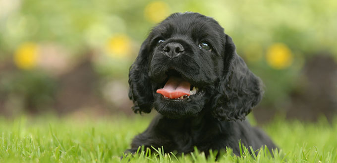 American cocker spaniel puppy laying in the grass