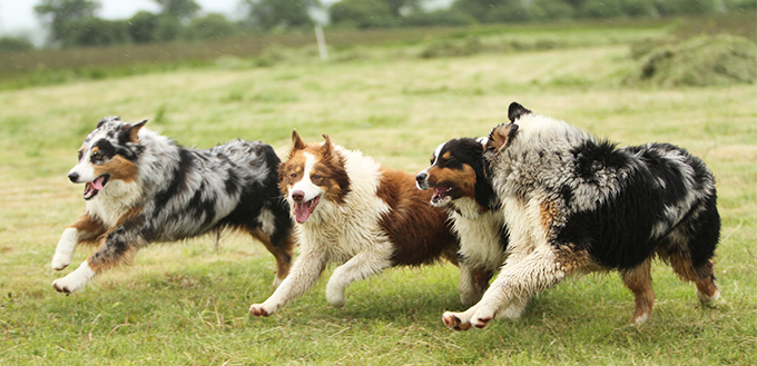 Australian Shepherd dogs running